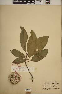 Quercus imbricaria image