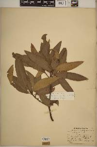 Quercus imbricaria image