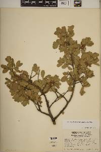 Quercus john-tuckeri image