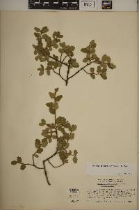 Quercus john-tuckeri image