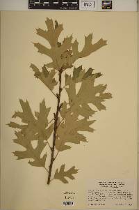 Quercus kelloggii image