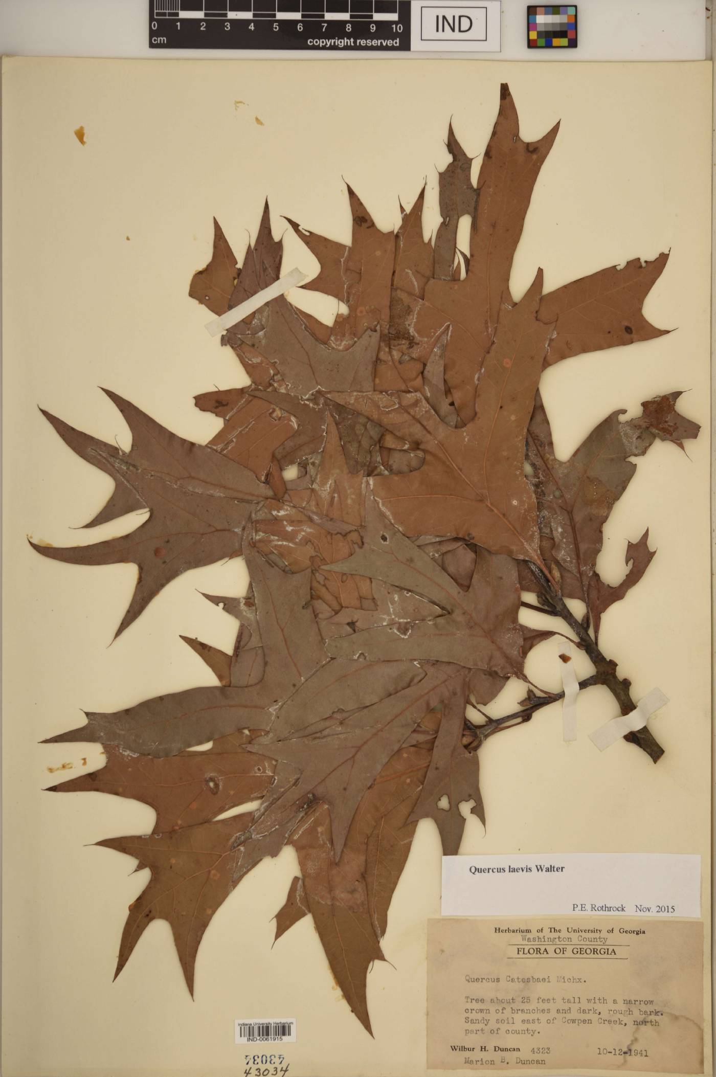 Quercus laevis image
