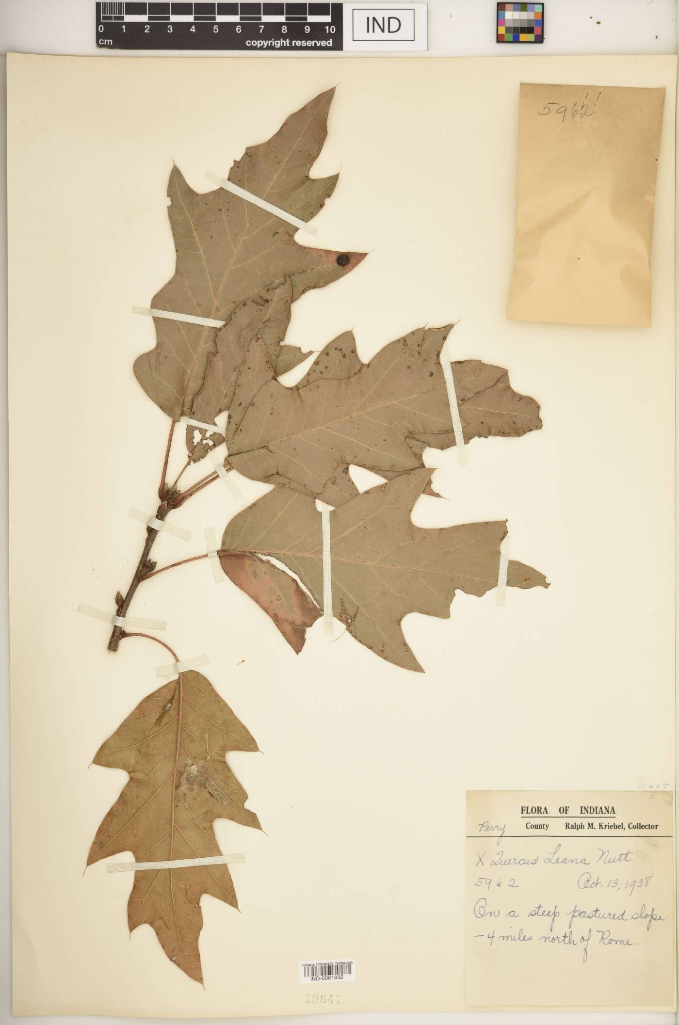 Quercus × leana image