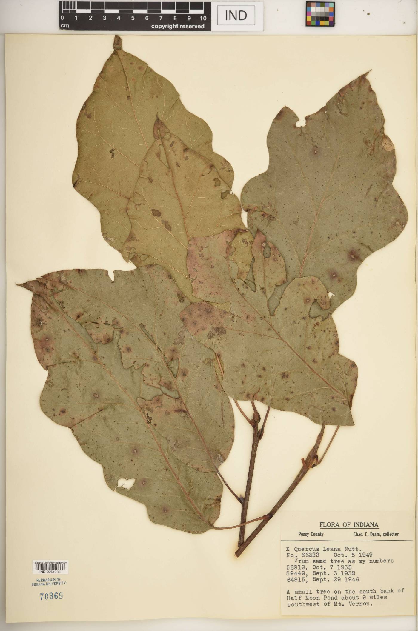 Quercus × leana image