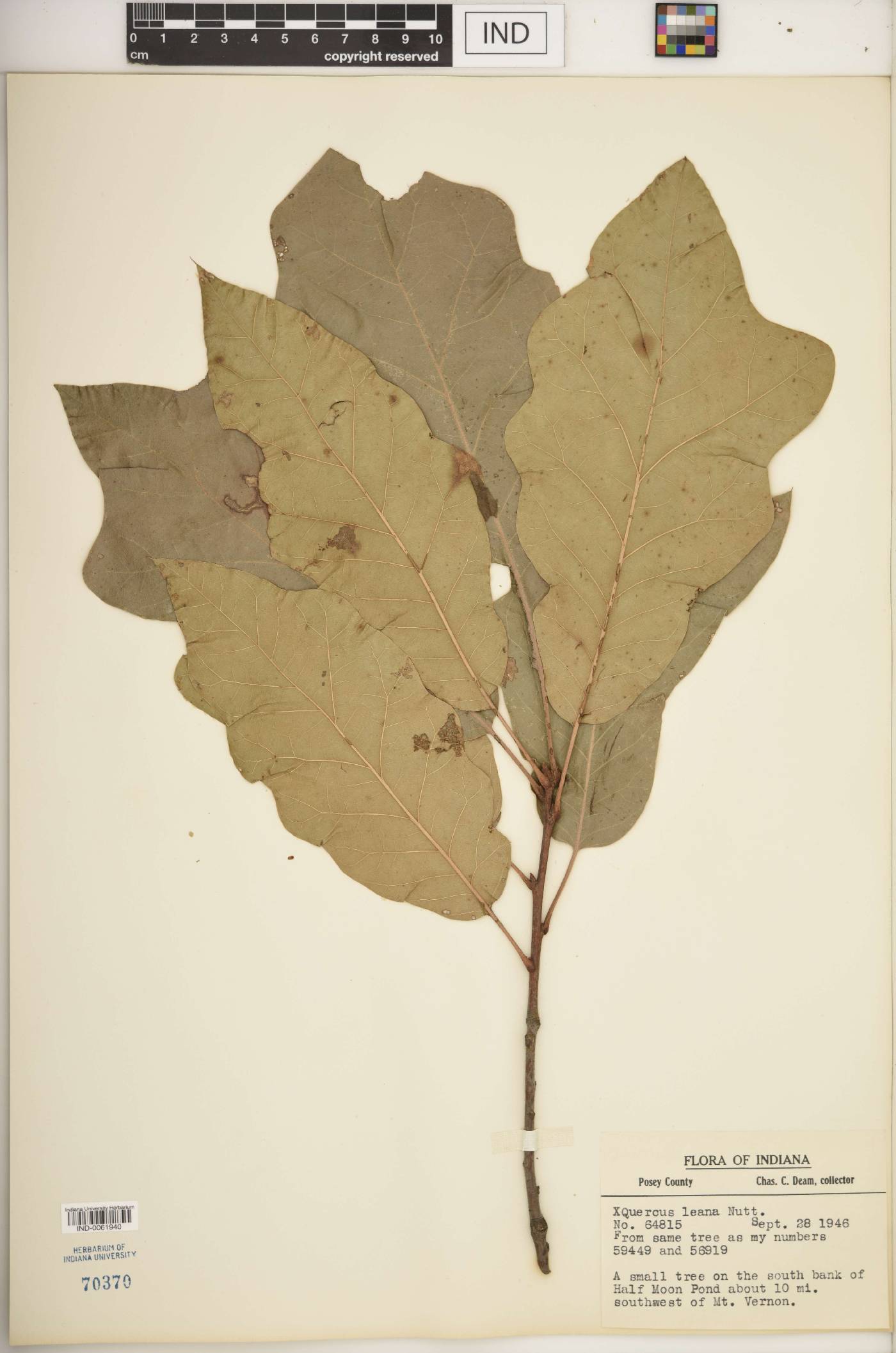 Quercus × leana image