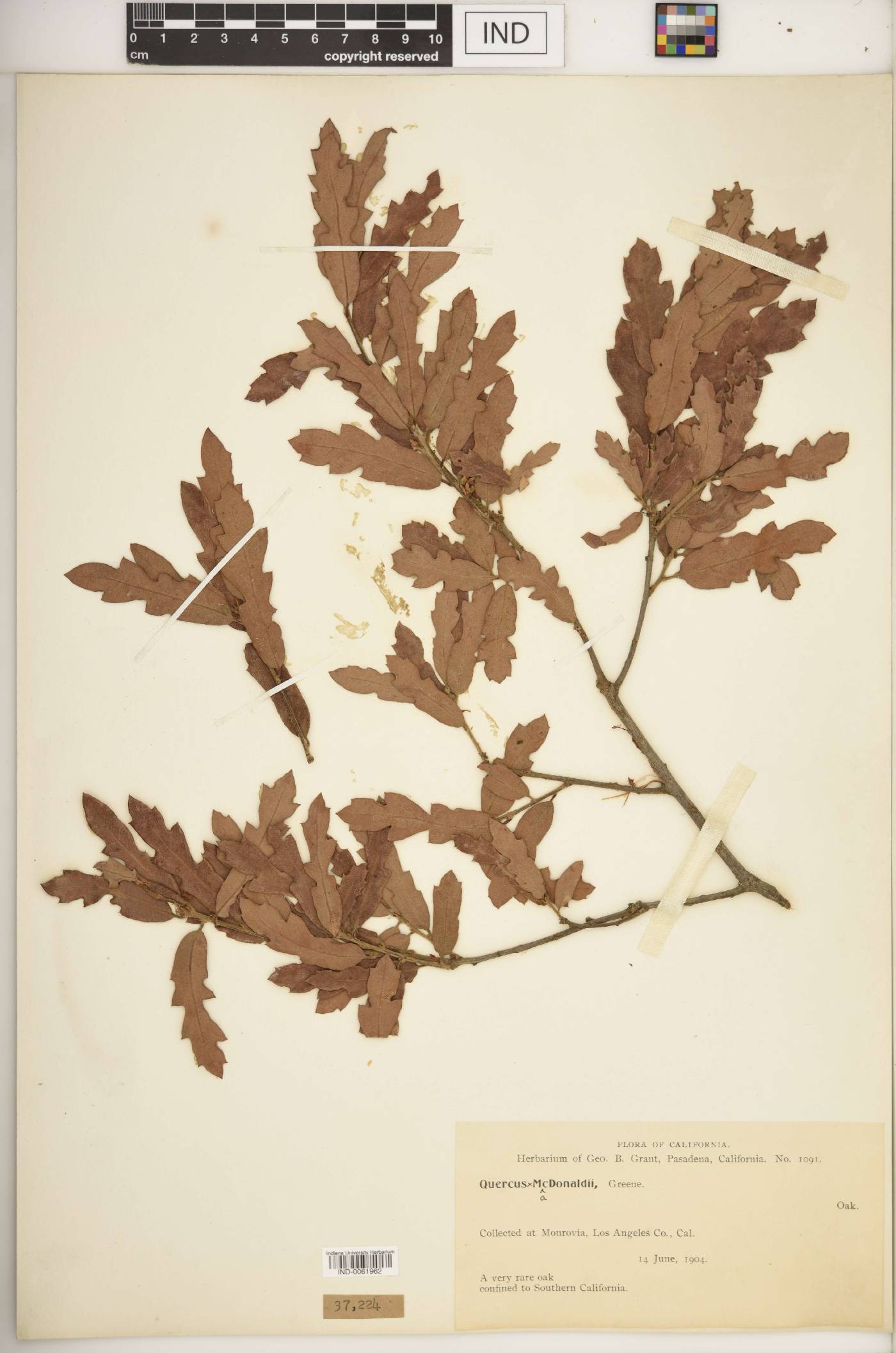 Quercus × macdonaldii image