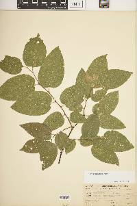 Celtis tenuifolia image