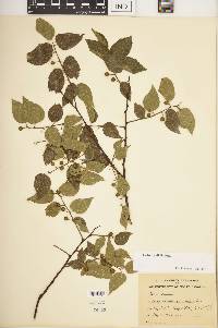 Celtis tenuifolia image