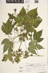 Humulus japonicus image