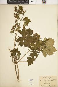 Humulus japonicus image