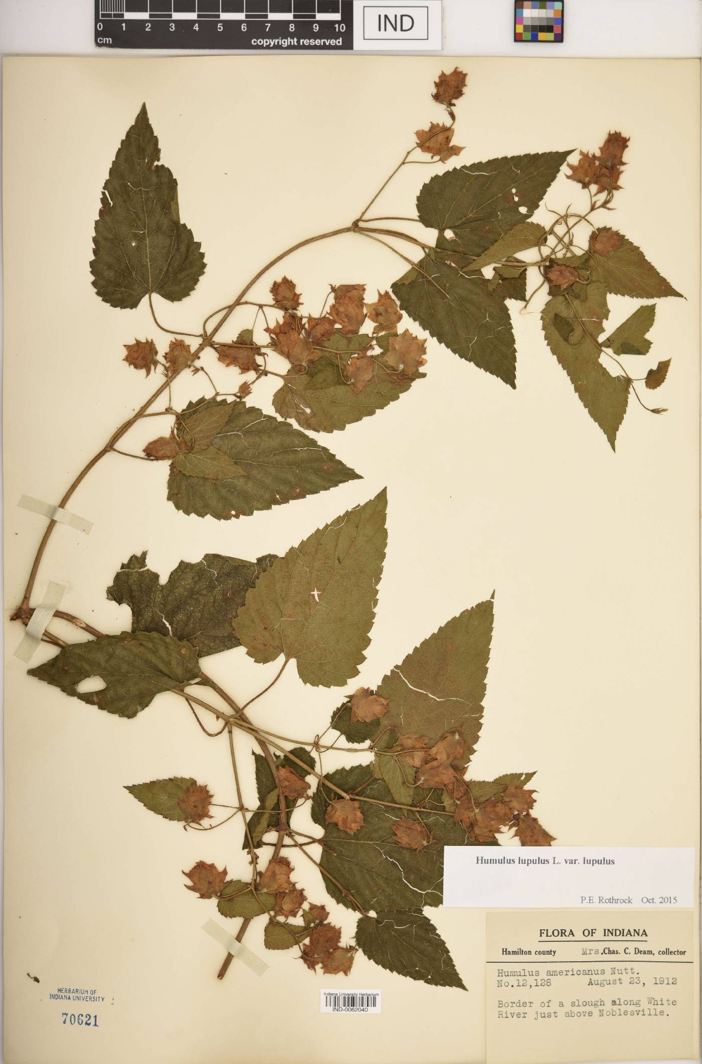 Humulus lupulus var. lupulus image
