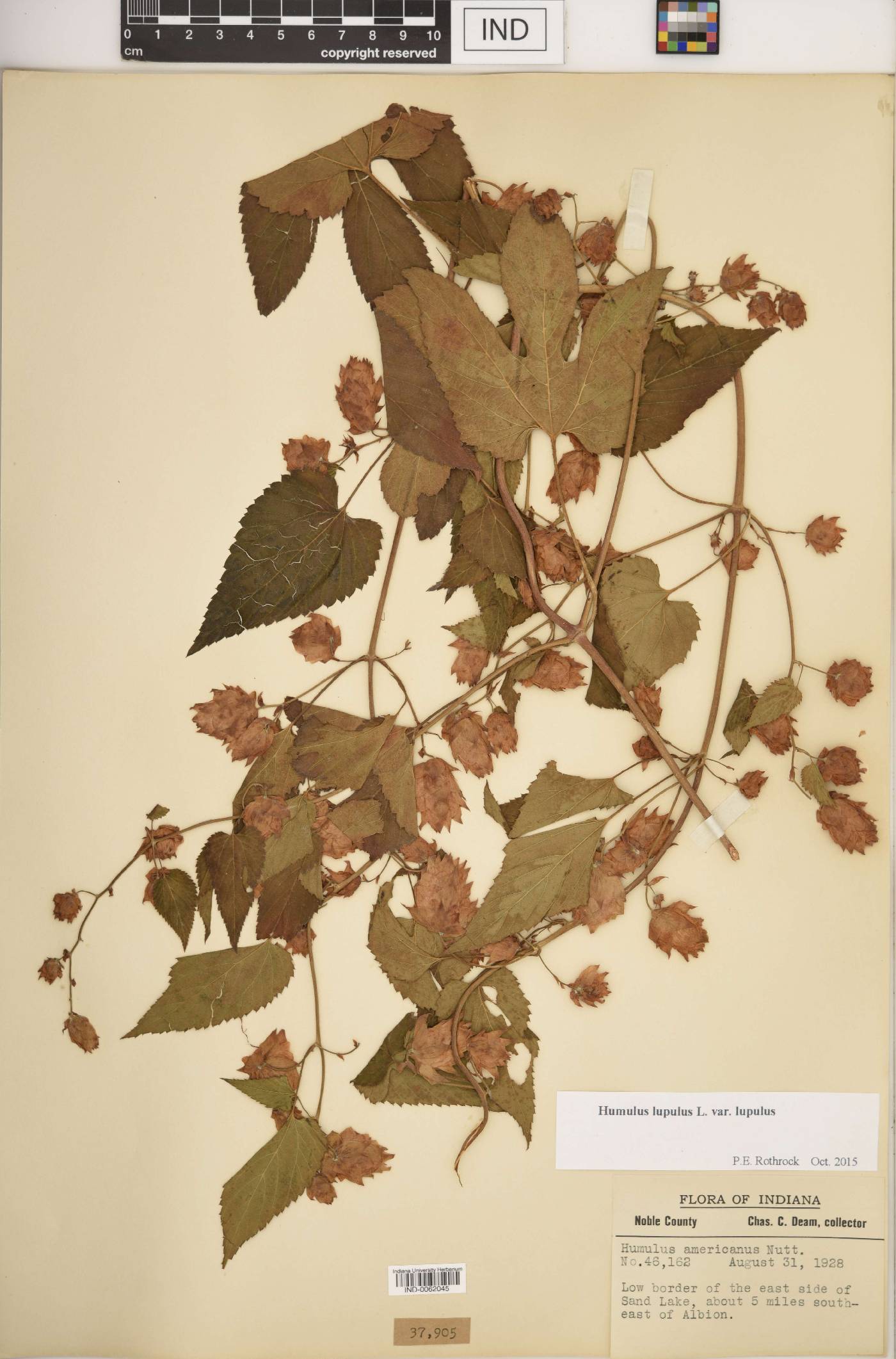 Humulus lupulus var. lupulus image