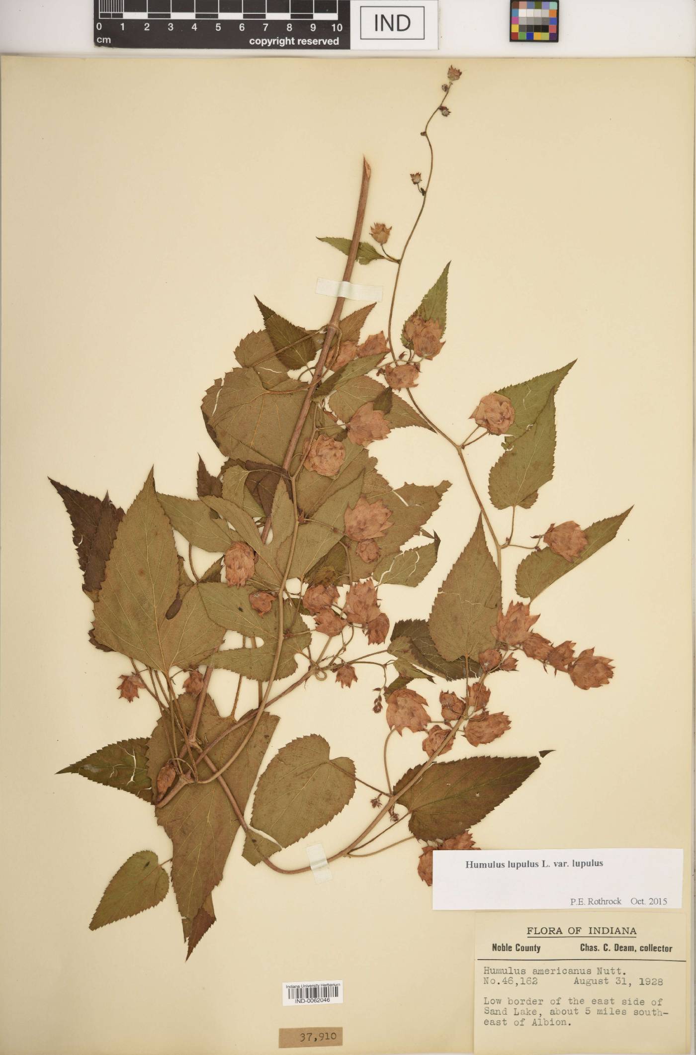 Humulus lupulus var. lupulus image