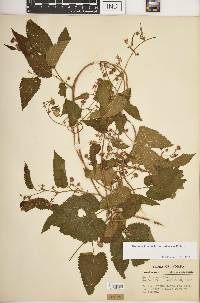 Humulus lupulus var. pubescens image