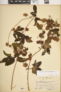 Humulus lupulus image