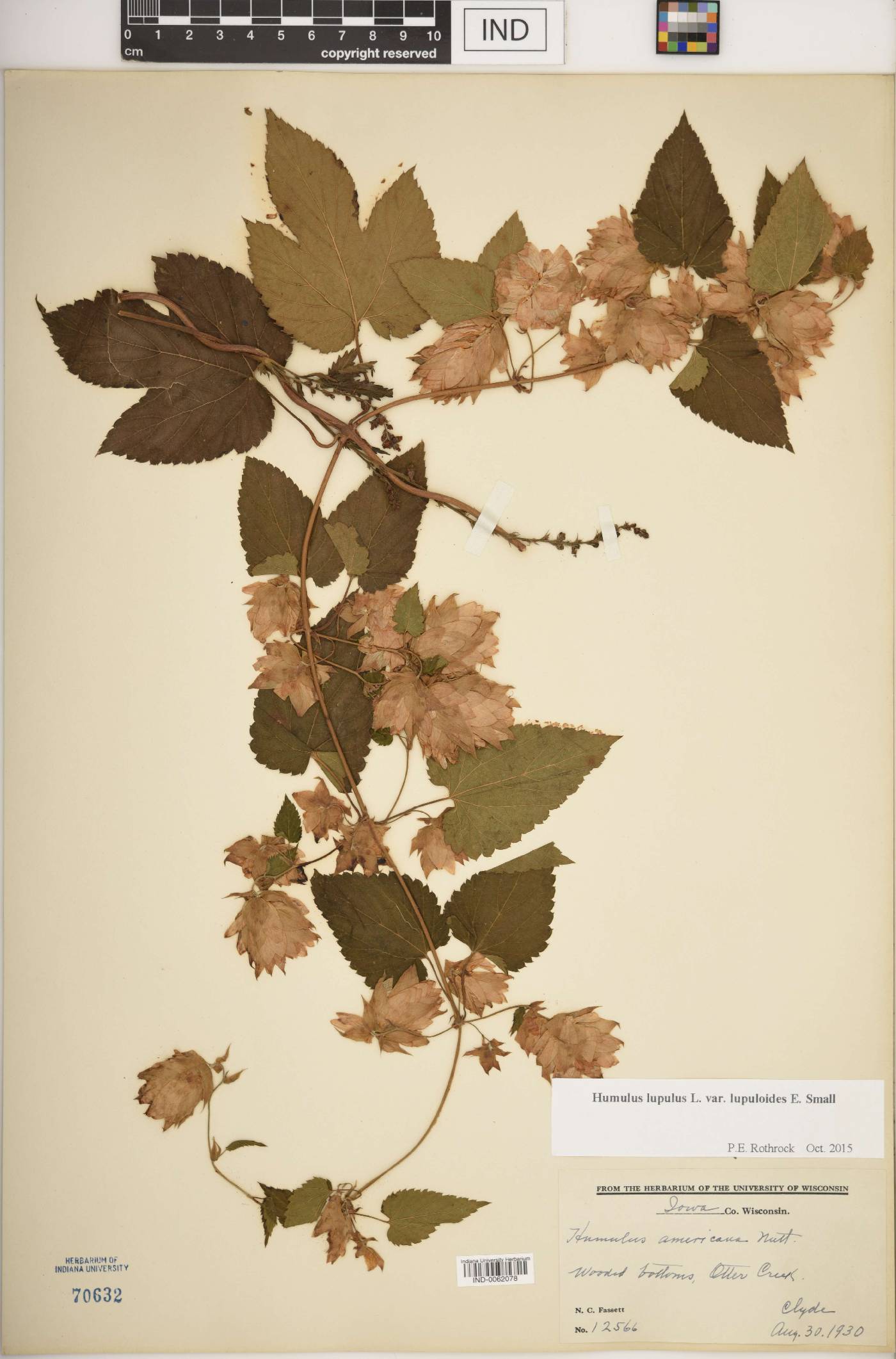 Humulus lupulus var. lupuloides image