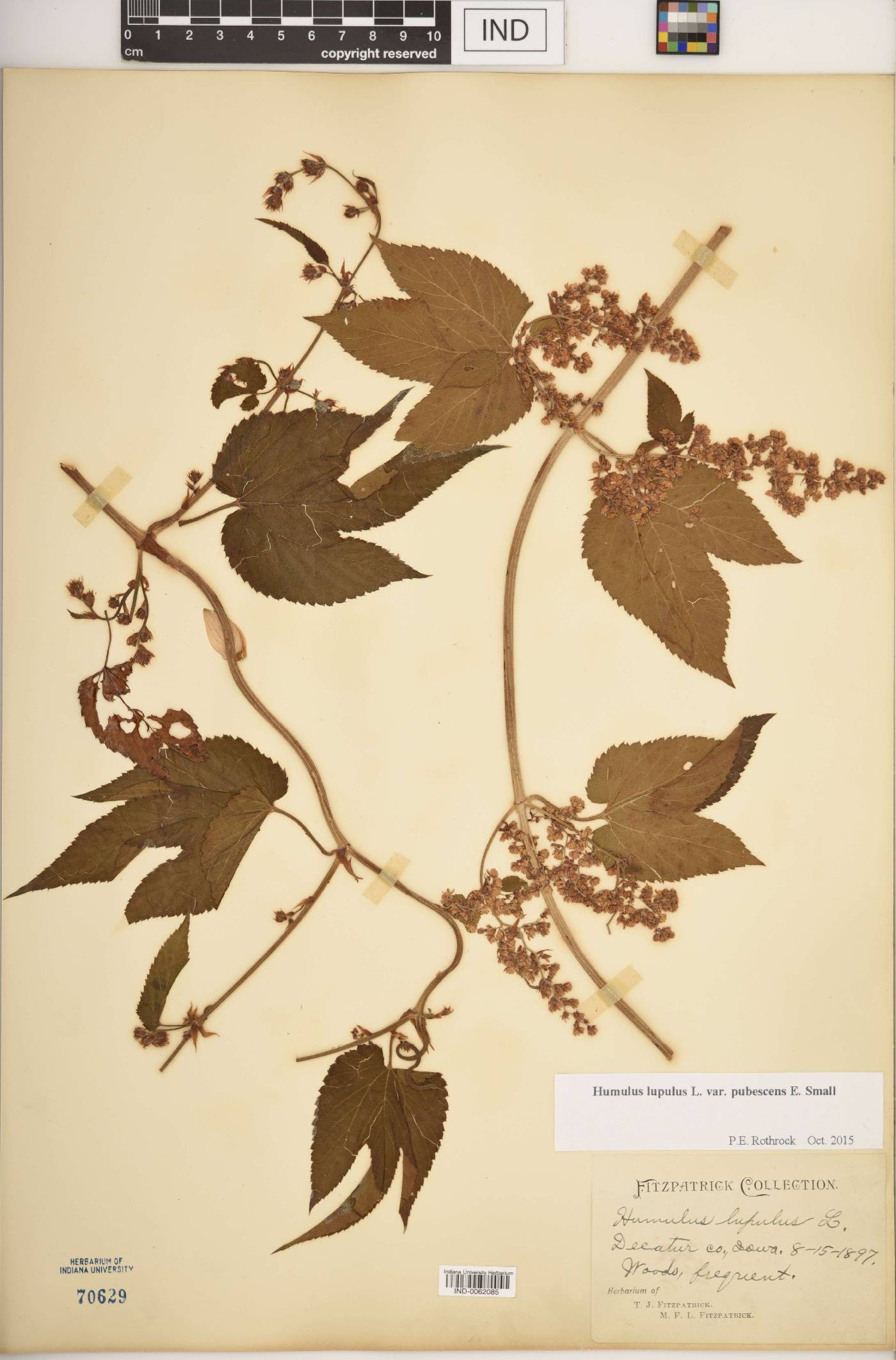 Humulus lupulus var. pubescens image