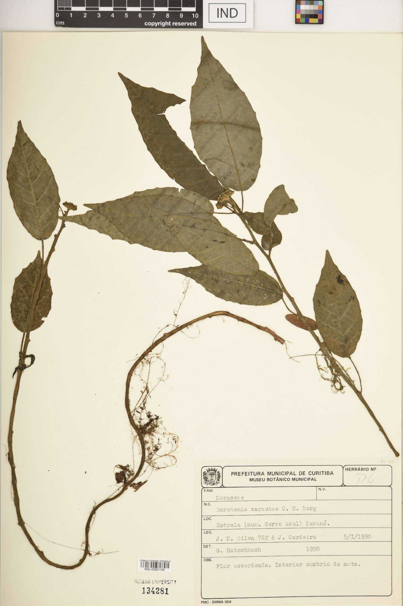 Dorstenia carautae image