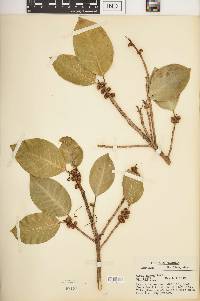 Ficus aurea image