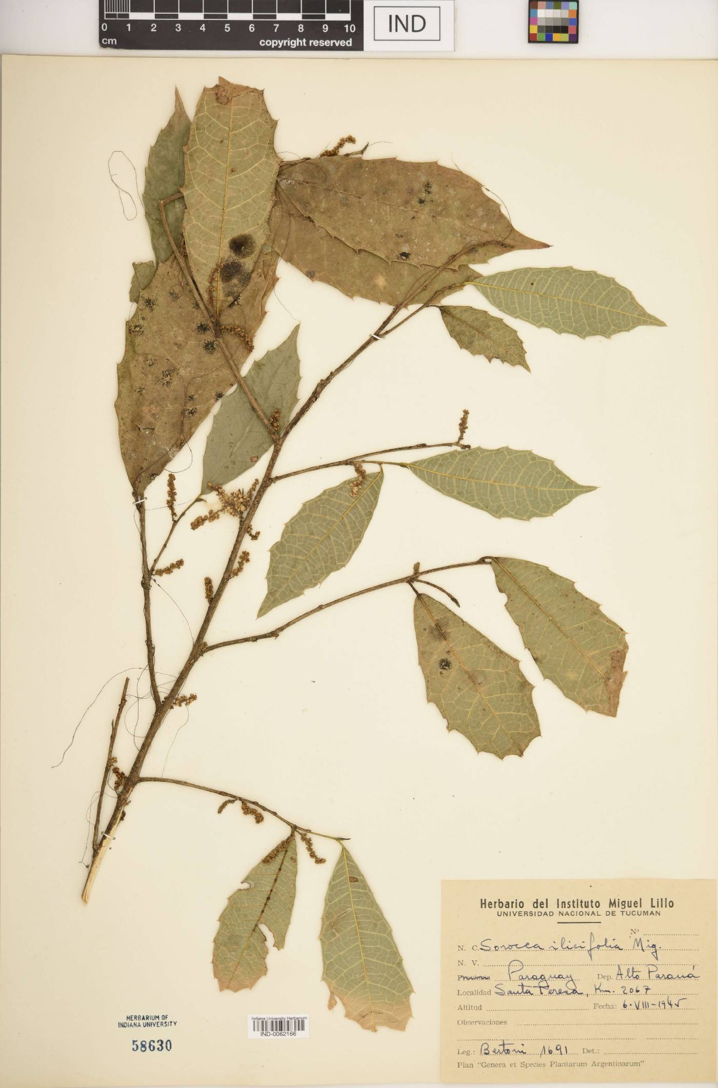 Sorocea hilarii image
