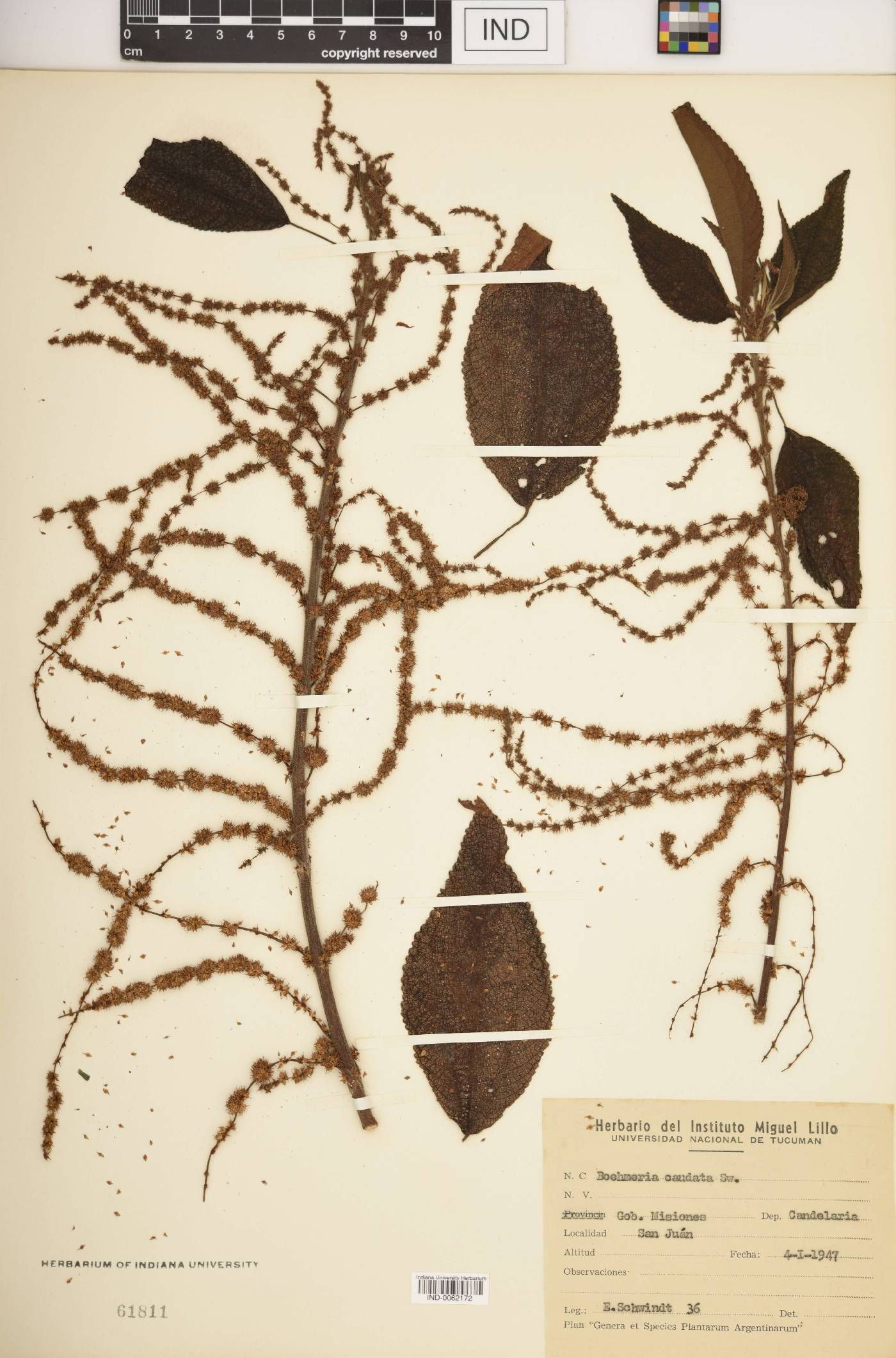 Boehmeria caudata image