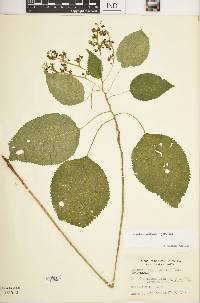 Laportea canadensis image