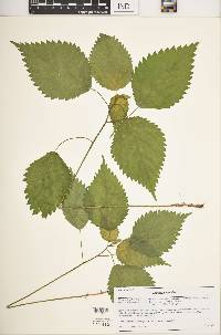 Laportea canadensis image