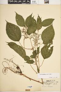 Laportea canadensis image