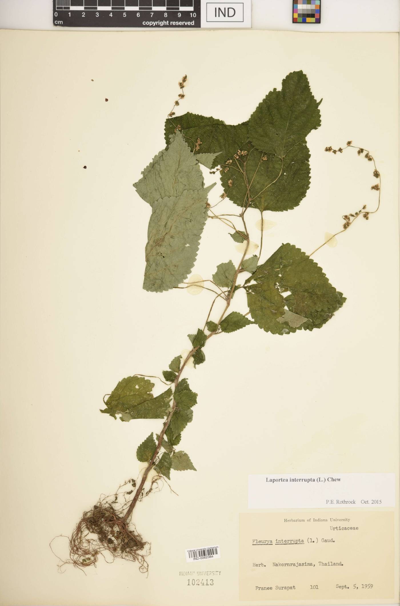 Laportea interrupta image