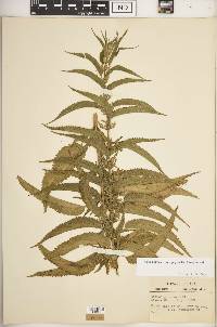 Urtica gracilis image