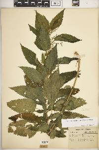 Urtica gracilis image