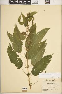 Urtica gracilis image