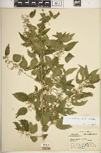 Urtica gracilis image