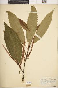 Castanea dentata image