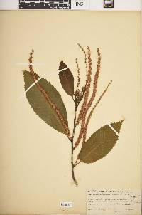 Castanea dentata image