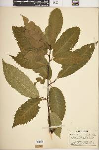 Castanea dentata image