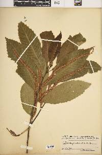 Castanea dentata image