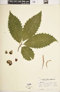 Castanea dentata image