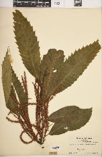 Castanea dentata image