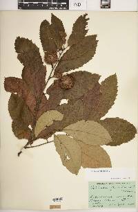 Castanea pumila image