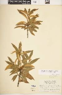 Chrysolepis chrysophylla image