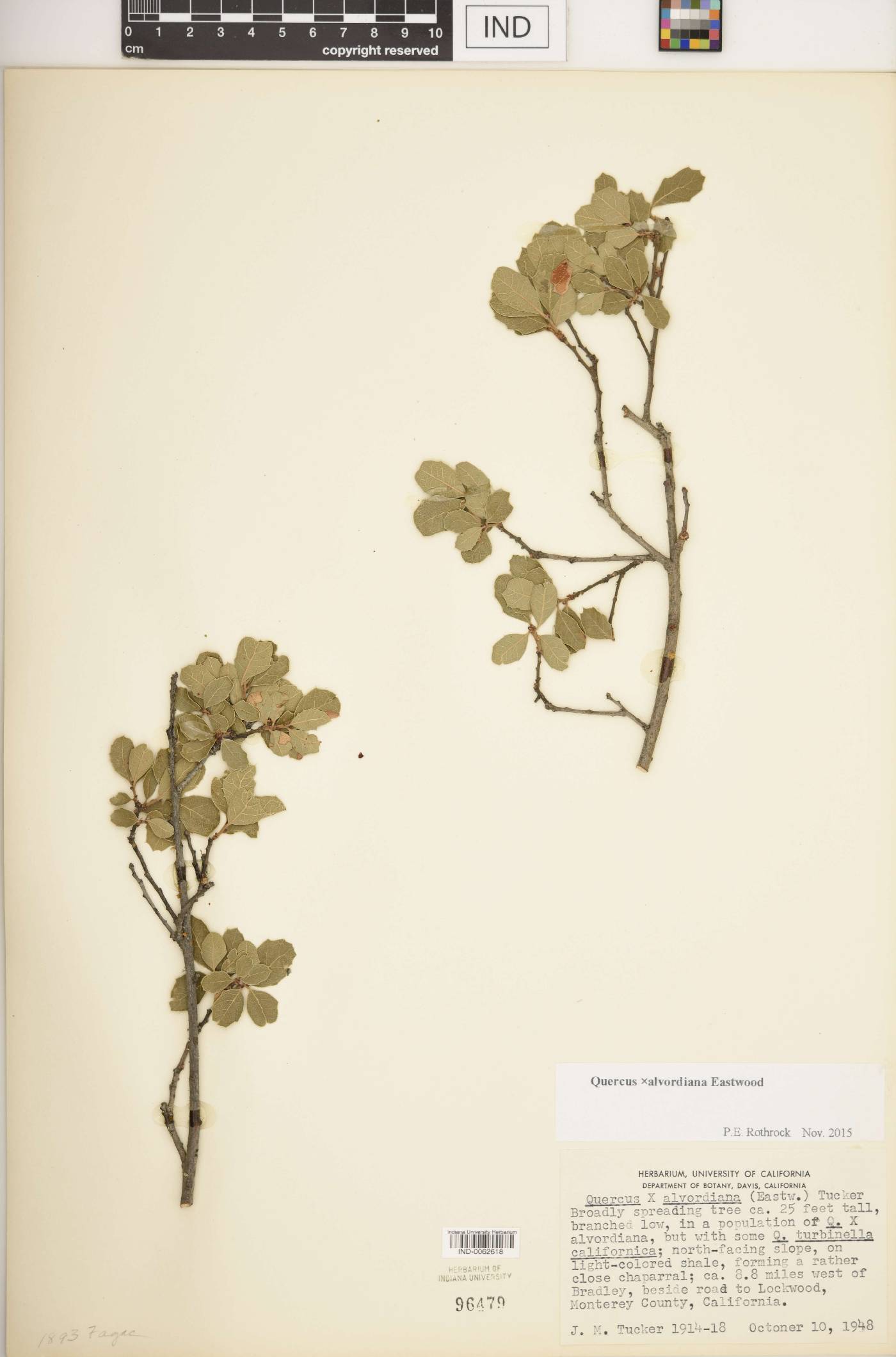 Quercus × alvordiana image