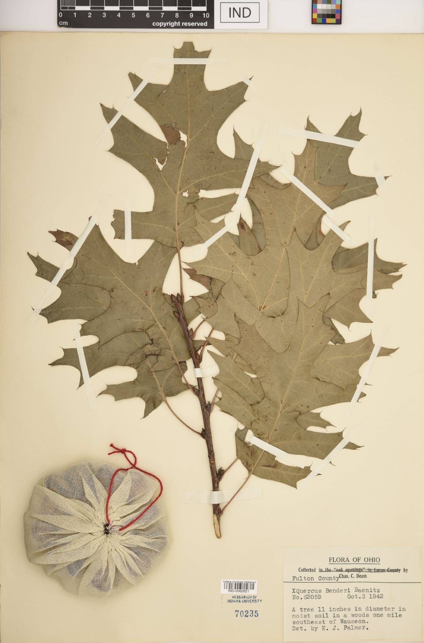 Quercus × benderi image