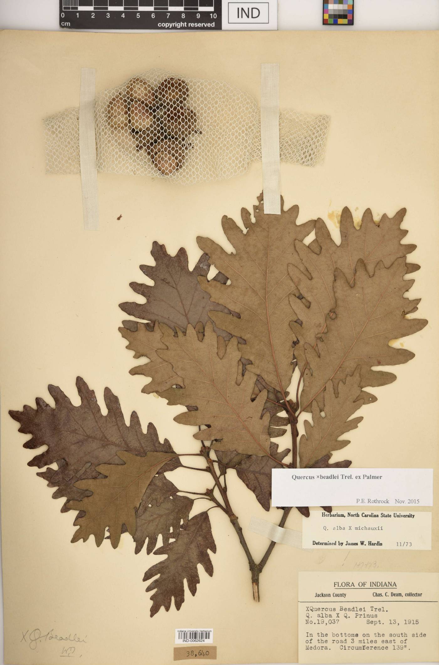 Quercus × beadlei image