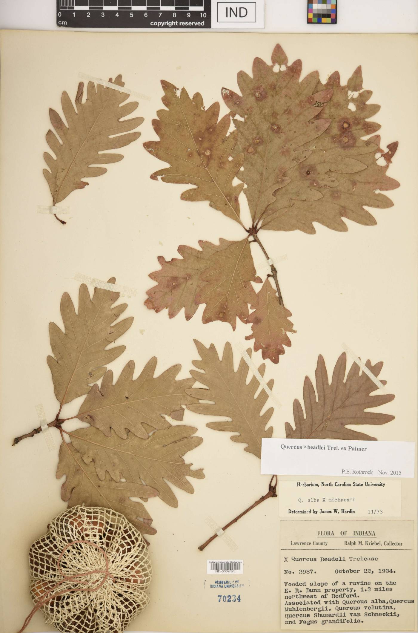 Quercus × beadlei image
