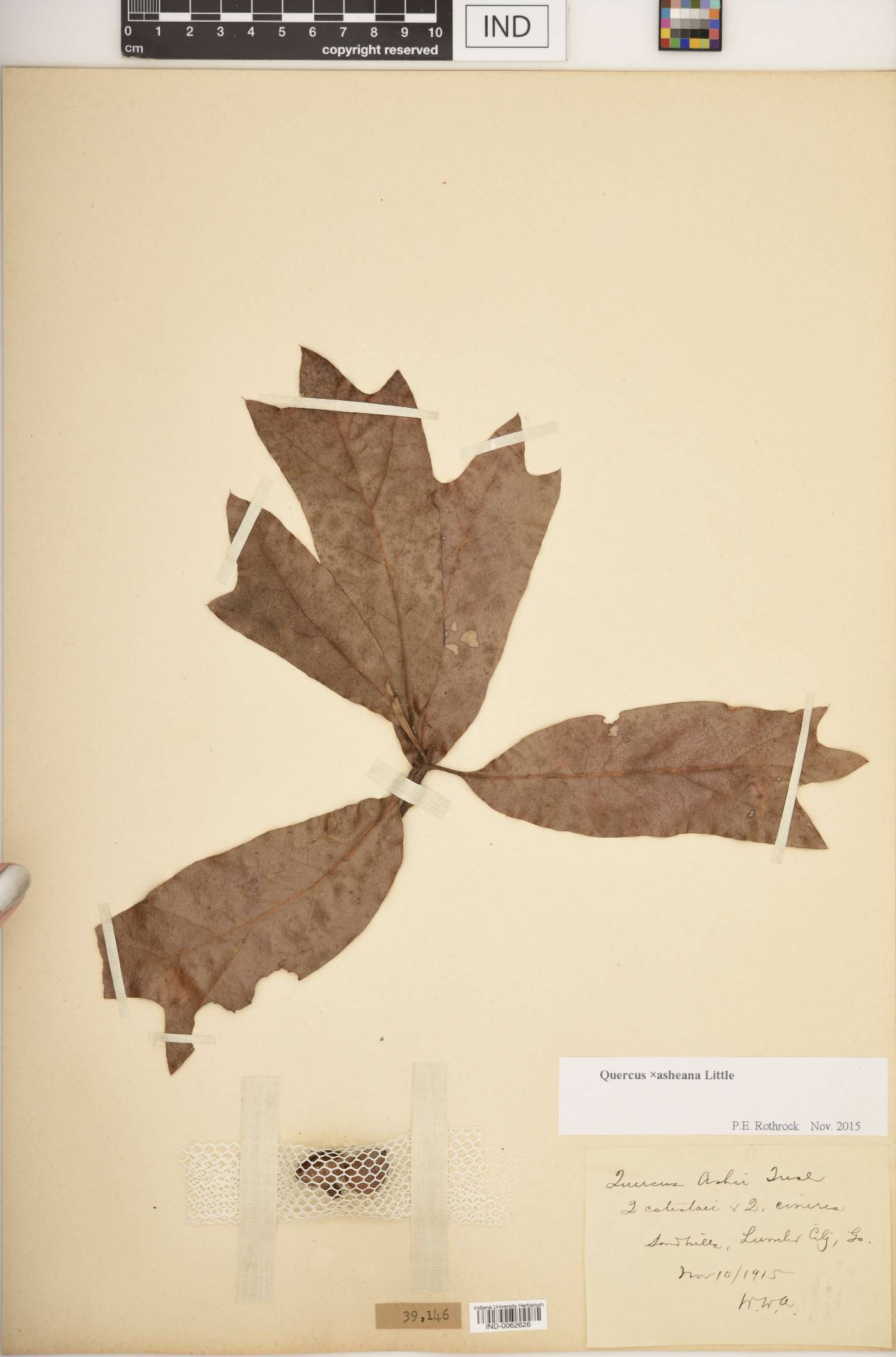 Quercus × asheana image