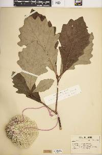 Quercus bicolor image