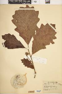 Quercus bicolor image