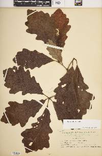 Quercus bicolor image