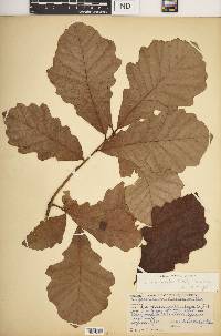 Quercus bicolor image